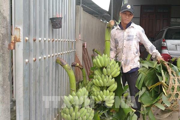 Người trồng chuối ở Khánh Hòa thất thu vụ Tết