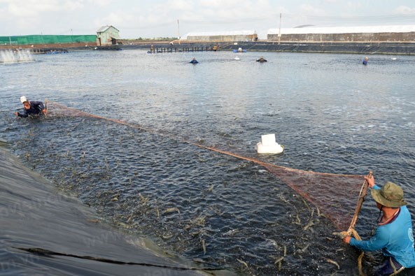 TP HCM đề xuất mức hỗ trợ 100% lãi vay cho sản phẩm nông nghiệp chủ lực