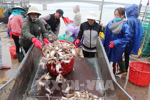 Ngư dân Quảng Trị trúng mùa nhiều loại hải sản