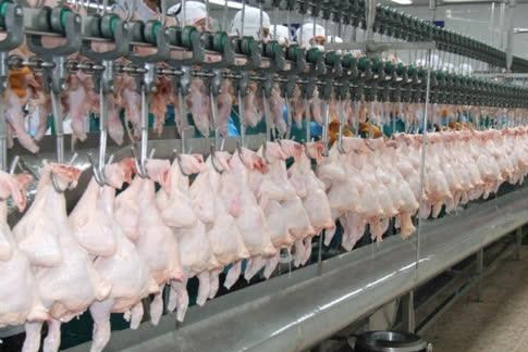 Ngành xuất khẩu thịt gà Thái Lan thiệt hại do COVID-19