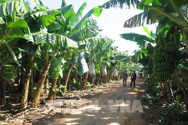 Hợp tác xã hỗ trợ nông dân tìm đầu ra cho sản phẩm