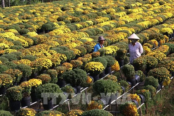 Làng hoa Sa Đéc cung cấp hơn 3 triệu giỏ hoa dịp đầu năm