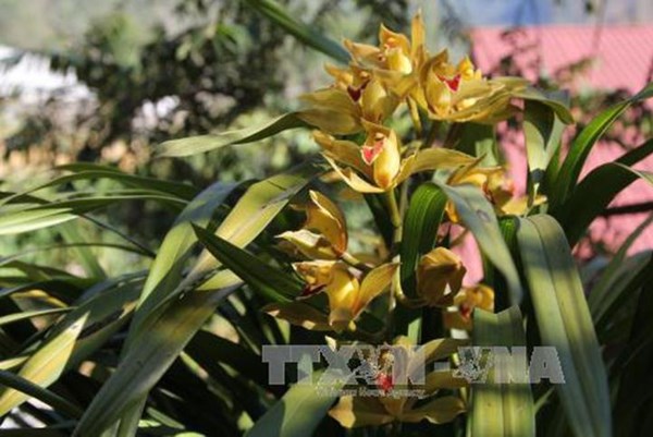 Giá lan ổn định và địa lan hút khách chơi Tết