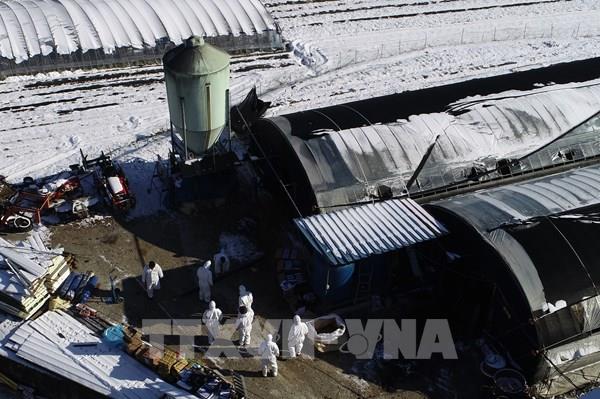 Hàn Quốc tiêu hủy gần 22 triệu con gia cầm