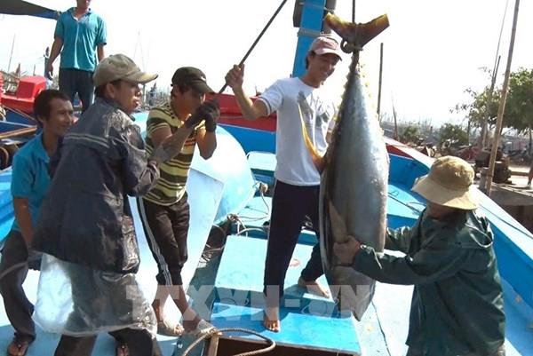 Những chuyến biển đầy khoang cá ngừ đại dương