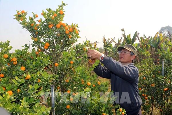 Các nhà vườn trồng hoa, cây cảnh sẵn sàng cho thị trường Tết
