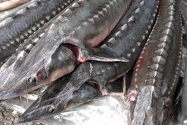 Kiểm soát chặt cá tầm nhập khẩu dùng làm thực phẩm