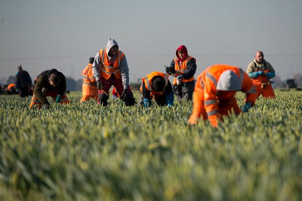 Khoảng 1,3 triệu lao động nước ngoài đã rời khỏi Anh do dịch COVID-19 