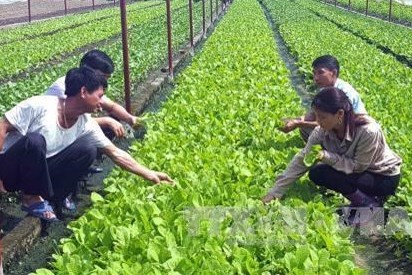 Sản xuất nông nghiệp mới cho thu nhập hàng tỷ đồng
