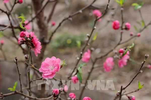 Chợ hoa lớn nhất Hà Nội nhộn nhịp trước thềm Tết Nguyên đán 2021