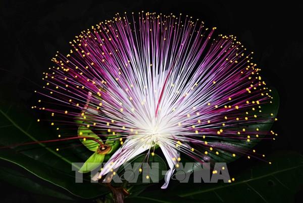 Vẻ đẹp quyến rũ của hoa bàng vuông Trường Sa "Loài hoa nở trong đêm"