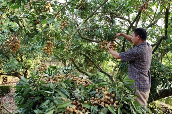 Hưng Yên dành gần 30 tỷ đồng hỗ trợ chương trình OCOP