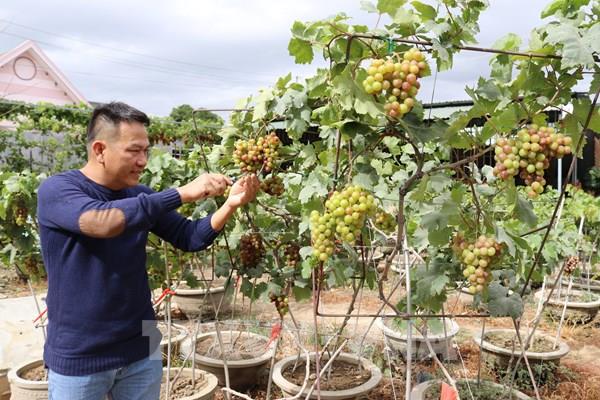 Ninh Thuận cung ứng hàng nghìn chậu nho kiểng dịp Tết