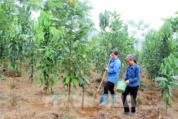 Sẽ huy động mọi nguồn lực trồng một tỷ cây xanh giai đoạn 2021 - 2025