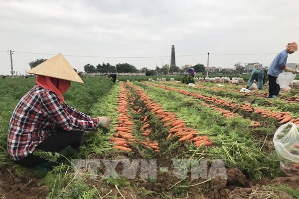 Vụ Đông 2021: Tạo việc làm, đảm bảo nhu cầu thực phẩm cuối năm