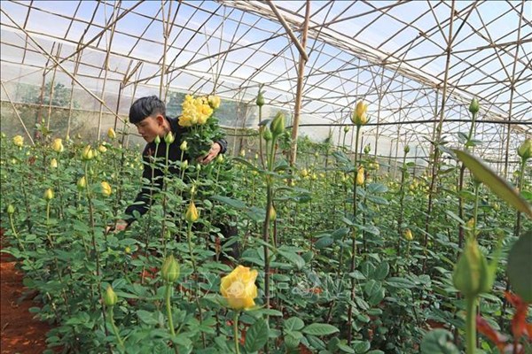 Lo nạn "hoa tặc" trước cao điểm vụ Tết