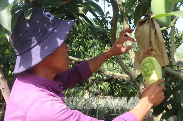 Độc đáo sản phẩm xoài Tết có chữ thư pháp