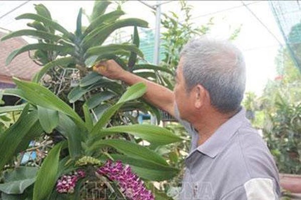 Thị trường hoa Tết tiêu thụ chậm