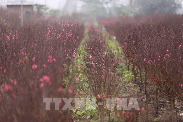 Làng đào Mỹ Hào vào vụ Tết