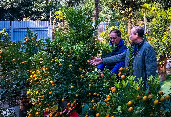 Kinh nghiệm chọn cây quất Tết đẹp, nhiều lộc, bền suốt xuân