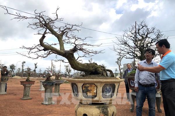 “Thủ phủ” mai vàng miền Trung tổ chức Hội thi “Mai vàng An Nhơn”