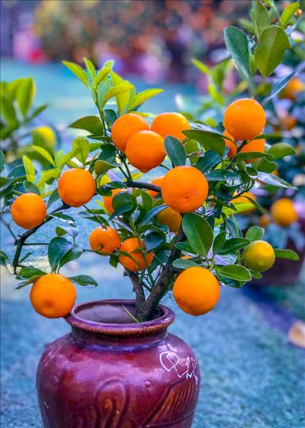 Bí quyết chọn quất đẹp cho ngày Tết Nguyên đán