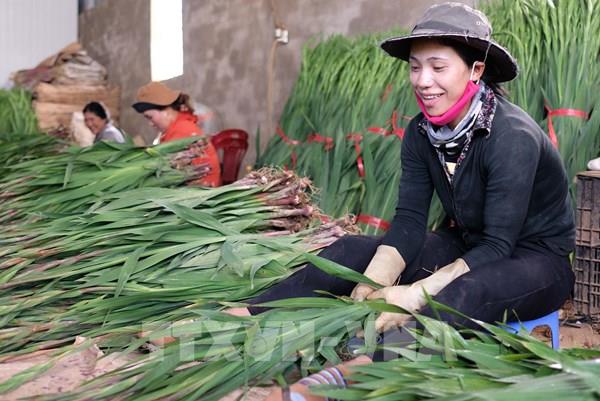 Nhà vườn Lâm Đồng thấp thỏm lo vụ hoa Tết