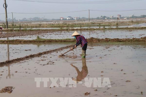 Đã đủ nước cho gieo cấy vụ Đông Xuân