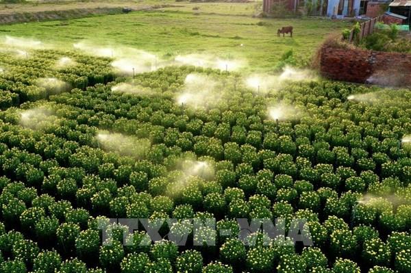 Giá hoa tết ở Bà Rịa-Vũng Tàu không tăng, sức tiêu thụ khá tốt