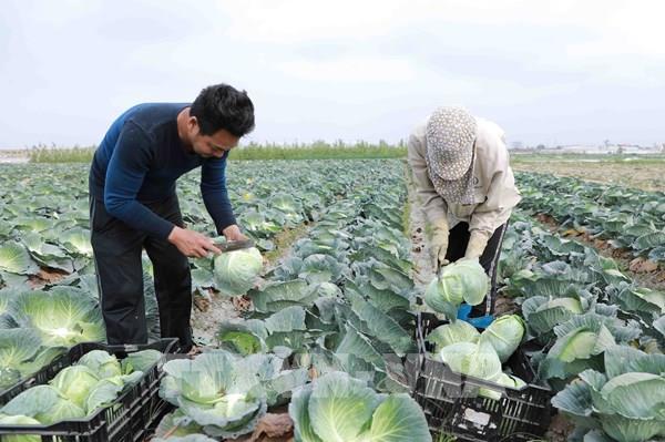 Nông nghiệp thúc đẩy sản xuất đảm bảo mục tiêu quý I