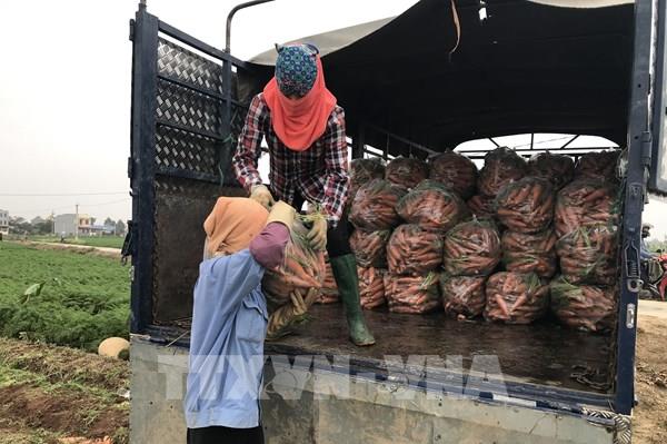 Hải Dương: 48 tấn cà rốt được xuất bán trong ngày mùng 1 Tết