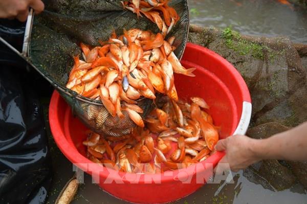 Nhộn nhịp "tàu xe” cho ngày tiễn Táo quân về trời