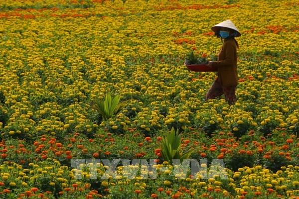 Hậu Giang: Hoa cảnh phục vụ thị trường Tết Nguyên đán Tân Sửu