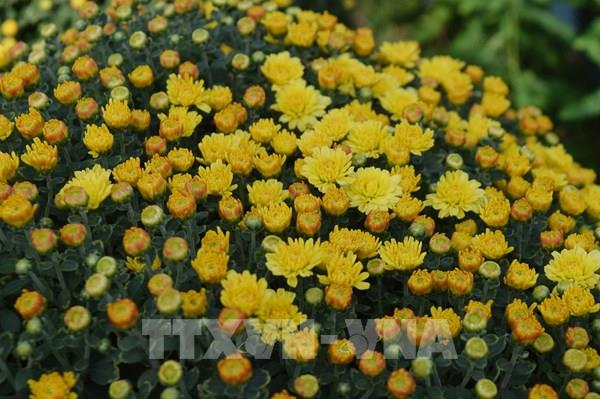 Mê mẩn sắc vàng của cúc mâm xôi