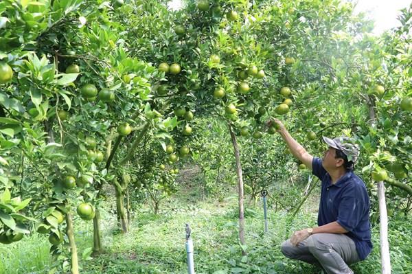 Quýt hồng Lai Vung vụ Tết khan hàng, giá cao