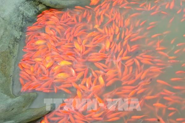 “Thủ phủ” cá chép đỏ xứ Thanh hối hả vào vụ