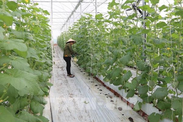 Hàng nghìn hộ trồng cây trái ở Trà Vinh thất thu vụ Tết