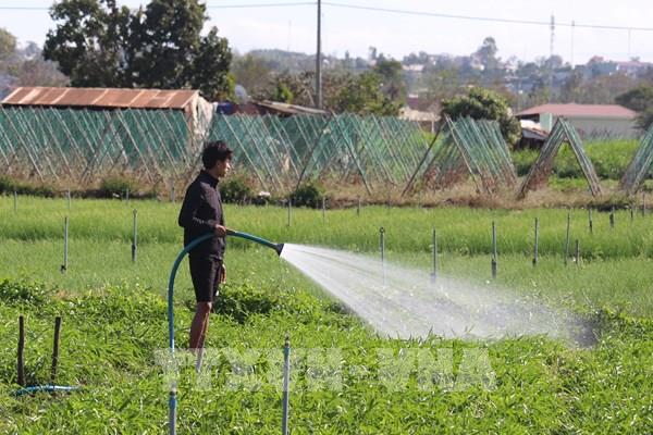 Gia Lai: Các nhà máy chế biến phải đảm bảo hoạt động, thu mua hết nông sản cho người dân