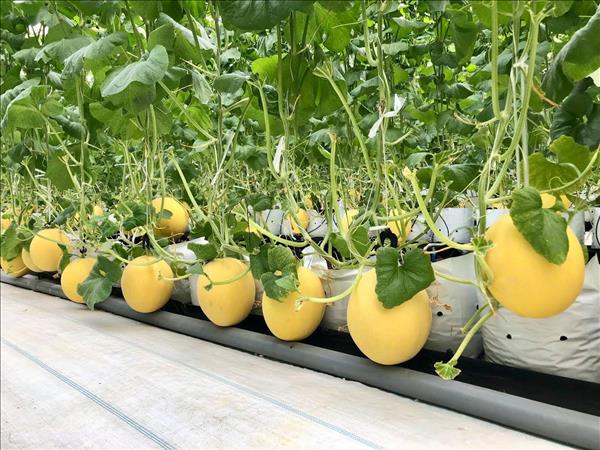 Nhiều chính sách hỗ trợ phát triển nông nghiệp, nông thôn