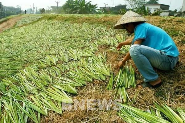 Đầu tư 440 tỷ đồng hạ tầng hỗ trợ hợp tác xã phát triển vùng nguyên liệu nông lâm sản