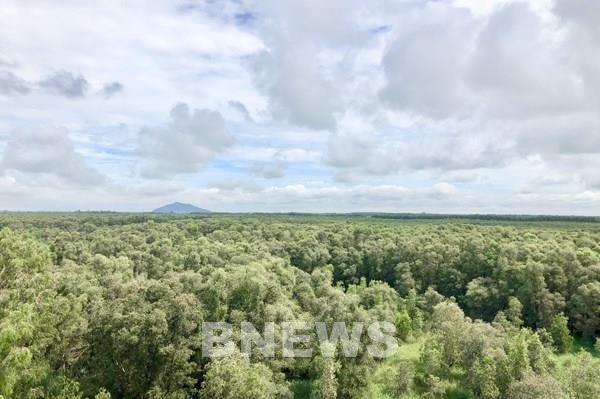 Giá gỗ tràm, đước giảm mạnh