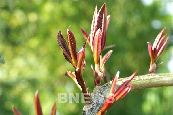 Tết này giới trẻ nghĩ khác: ‘Lì xì online còn được thì tại sao hái lộc lại không?’