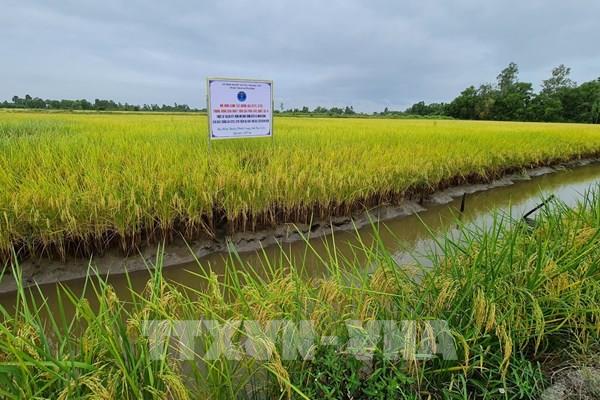 Dự báo thời tiết hôm nay 14/3: Nam Bộ duy trì nắng nóng, đề phòng xâm nhập mặn