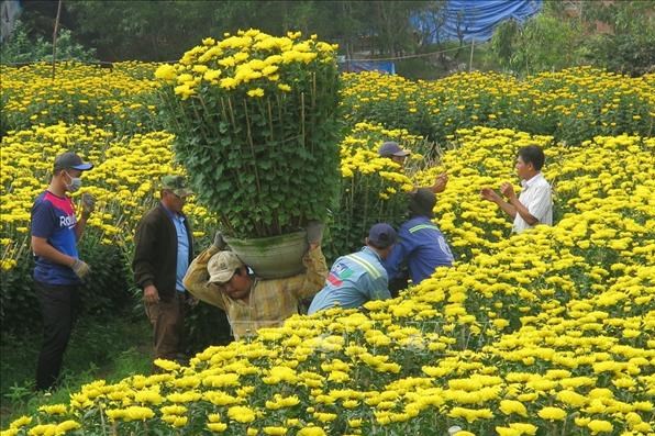 Nhu cầu mua hoa Tết ở Phú Yên bắt đầu tăng