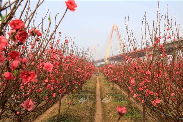 Làm sao để giữ hoa đào tươi lâu trong dịp Tết nguyên đán?