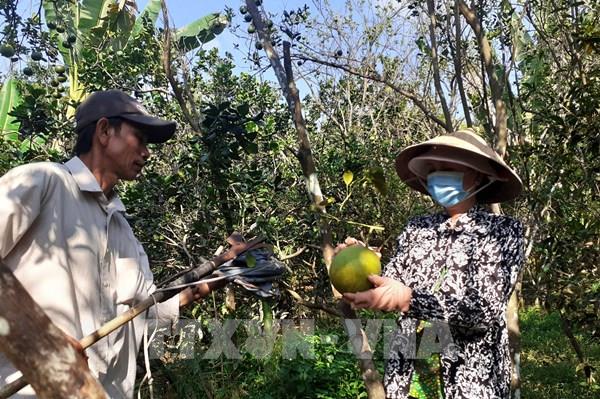 Bưởi Tết giảm giá sâu, nông dân gặp khó