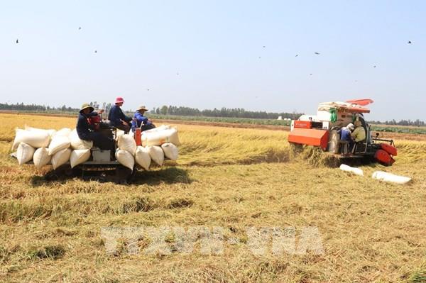 Thị trường gạo châu Á: Giá chào bán gạo 5% tấm của Việt Nam ở mức 500-505 USD/tấn