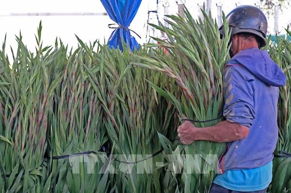  Tháo gỡ khó khăn cho người trồng hoa lay-ơn Tết ở Lâm Đồng