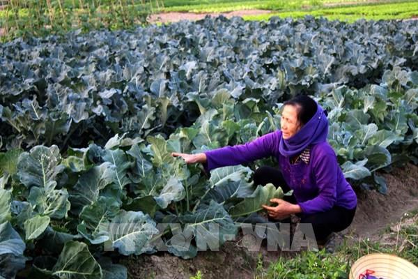 Thanh Hóa cung ứng đủ nguồn rau, quả an toàn dịp tết