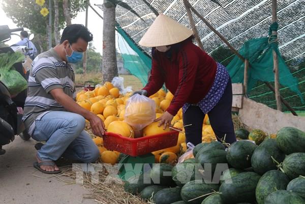 Bà Rịa-Vũng Tàu trái cây vụ Tết rớt giá mạnh